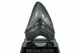 Serrated, Fossil Megalodon Tooth - South Carolina #285014-2